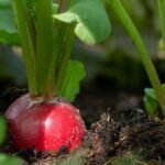 Guía Completa para Plantar Cultivar y Cuidar Rábanos