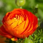Guía Completa para Plantar Cultivar y Cuidar Ranúnculos