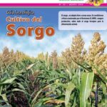 Guía Completa para Plantar Cultivar y Cuidar Sorgo