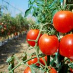 Guía completa para plantar cultivar y cuidar tomates ancestrales