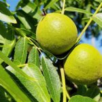 Guía completa para plantar cultivar y mantener el nogal negro