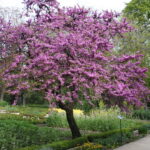 Guía Completa para Plantar y Cuidar Árboles de Cercis