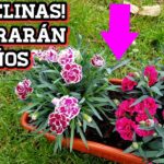 Guía Completa para Plantar y Cuidar Claveles