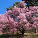 Guía completa para plantar y cuidar el cerezo Okame