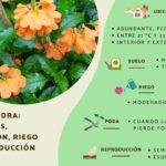Guía Completa para Plantar y Cuidar la Crossandra