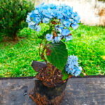 Guía Completa para Plantar y Cuidar la Hortensia Macrophylla