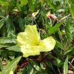 Guía completa para plantar y cuidar la Oenothera Macrocarpa