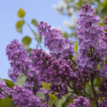 Guía completa para plantar y cuidar lilas en tu jardín