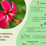 Guía completa para podar plantas de hibisco