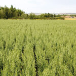 Guía Completa para Sembrar Cultivar y Cuidar Avena
