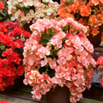 Guía Completa para Sembrar Cultivar y Cuidar Begonias