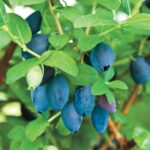 Guía completa: plantar cultivar y cuidar arbustos de honeyberry