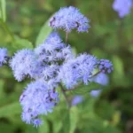 Guía Completa: Siembra Crecimiento y Cuidado del Blue Mistflower