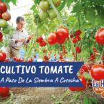 Guía completa sobre el espaciado ideal para plantas de tomate