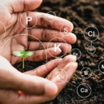 Guía Completa sobre Nutrientes Esenciales para Plantas