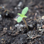 Guía de Abonos para Principiantes en Plantas de Interior
