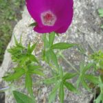 Guía de Cultivo: Cuidados para Callirhoe Involucrata Purple Poppy Mallow