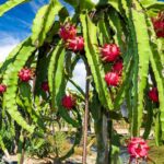 Guía Definitiva para Cultivar Pitahaya Desde Cero