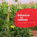 Guía en 7 pasos para entutorar tus tomates fácilmente