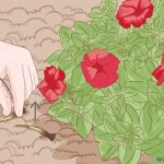 Guía en 7 pasos para podar petunias fácilmente