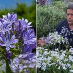 Guía esencial para cultivar y cuidar el agapanto