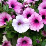 Guía esencial para cultivar y cuidar petunias exitosamente