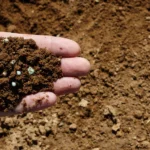 Guía Esencial sobre Fertilizantes para Jardines: Fundamentos Clave