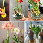 Guía Experta: Cultiva Bulbos de Amarilis en Agua en 9 Pasos