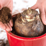Guía para Conservar y Almacenar Bulbos de Amaryllis para 2023