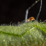 Guía para Controlar y Prevenir los Ácaros Araña