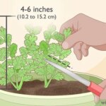 Guía para Cosechar y Conservar el Cilantro Correctamente