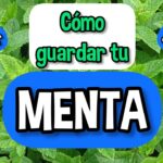Guía para Cosechar y Conservar Menta Fresca