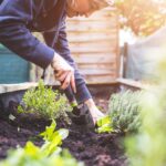 Guía para Cosechar y Secar Hierbas Frescas del Jardín