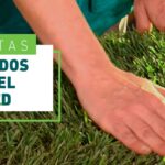 Guía para Crear un Césped Ecológico