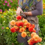 Guía para Crear un Hermoso y Productivo Jardín de Flores de Corte