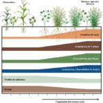 Guía para Crear un Microbioma Saludable en el Suelo