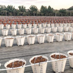 Guía para cultivar arándanos en macetas o contenedores