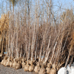 Guía para Cultivar Árboles Frutales a Raíz Desnuda