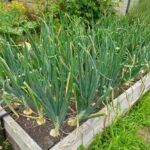 Guía para Cultivar Cebollas en Camas Elevadas