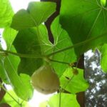 Guía para Cultivar Chayote Mirliton o Choko en Casa