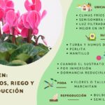 Guía para cultivar ciclámenes en macetas y recipientes