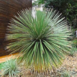 Guía para cultivar con éxito la Dasylirion Wheeleri