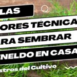 Guía para cultivar cuidar y cosechar eneldo exitosamente