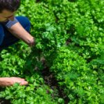 Guía para cultivar culantro: plantación crecimiento y cuidado óptimo