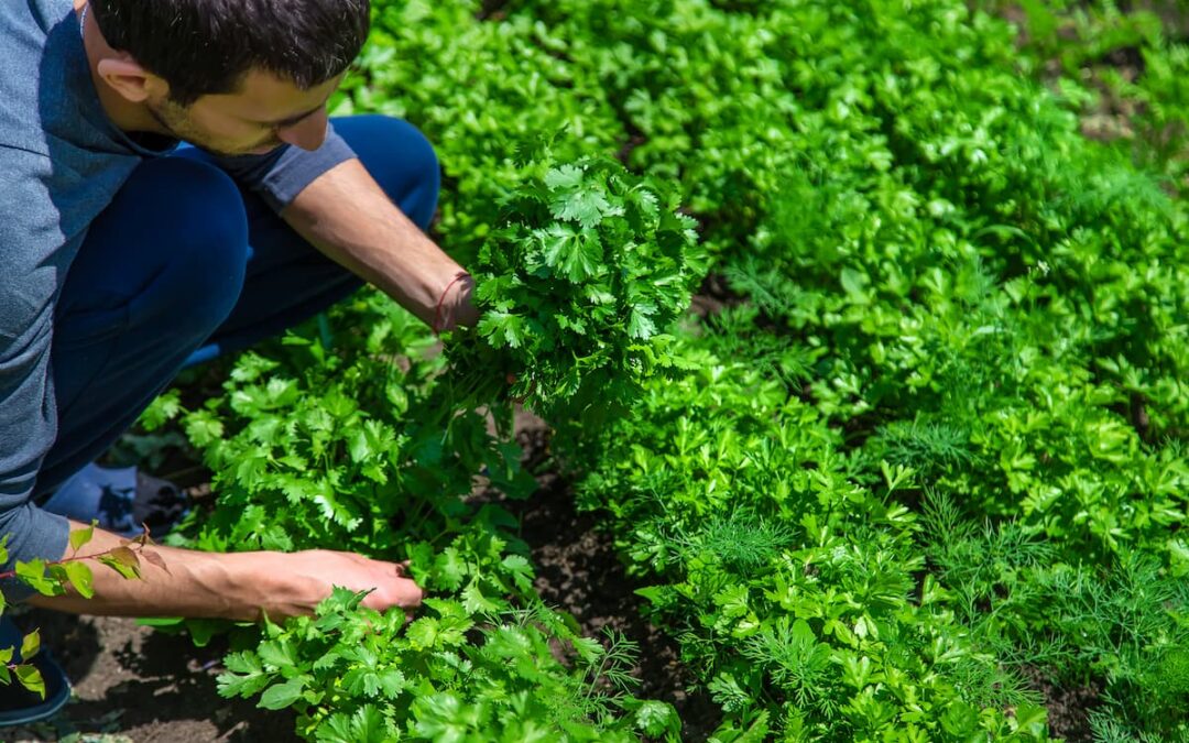 Guía para cultivar culantro: plantación crecimiento y cuidado óptimo
