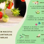Guía para Cultivar Fresas desde Semilla