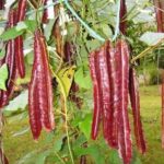 Guía para Cultivar Frijoles Alados: Cuidados y Consejos Esenciales