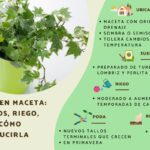 Guía para cultivar hiedra en casa: 7 consejos esenciales
