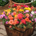 Guía para cultivar rosas de musgo (Portulaca) desde semillas
