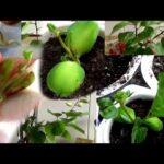 Guía para cultivar un albaricoquero desde semilla